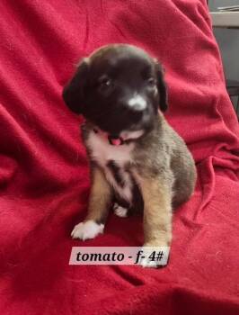 Boxer Dogs Available for Adoption in Hillside, Illinois - Tomato | PetCurious