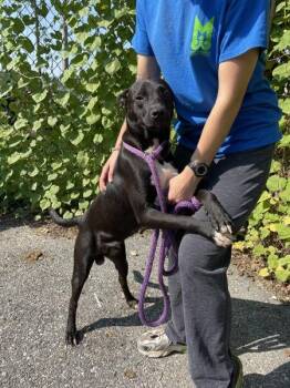 Bowie -  Labrador Retriever Dog for Adoption in Mobile, Alabama - Bowie | PetCurious