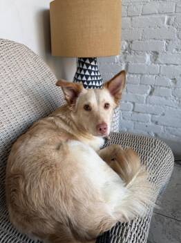 Dani -  Australian Shepherd and Border Collie Dog for Adoption in New York, New York - Dani | PetCurious
