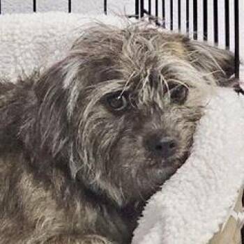 Taz -  Chihuahua and Terrier Dog for Adoption in Green Valley, Arizona - Taz | PetCurious