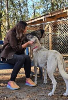 Siberian Husky and Mixed Breed Dogs Available for Adoption in North Charleston, South Carolina - 91355A Surrey - Adoption Ambassador | PetCurious
