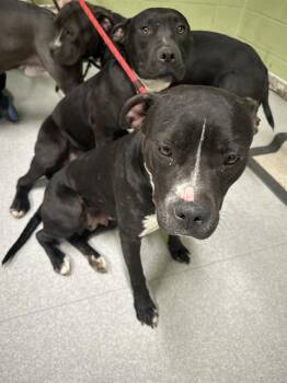 Pit Bull Terrier Dogs Available for Adoption in Indianapolis, Indiana - PHEOBE | PetCurious