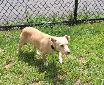 Rocco -  Chihuahua and Dachshund Dog for Adoption in Shepherdsville, Kentucky - Rocco | PetCurious