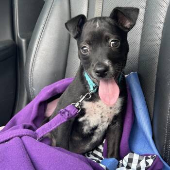 Midoriya JC -  Terrier and Mixed Breed Dog for Adoption in Austin, Texas - Midoriya JC | PetCurious