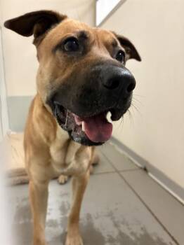 German Shepherd Dog and Mixed Breed Dogs Available for Adoption - BART | PetCurious