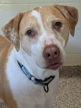 Rescue Mixed Breed Dogs for Adoption in Swanzey, New Hampshire - Maize | PetCurious