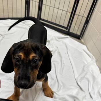 Rescue Treeing Walker Coonhound Dogs for Adoption in Nashville, Tennessee - Doc Holiday | PetCurious
