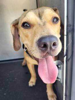 A816744 -  Terrier Dog for Adoption in San Antonio, Texas - A816744 | PetCurious