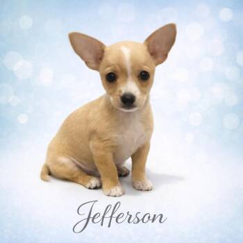 Chihuahua Dogs Available for Adoption in Orange, California - Jefferson | PetCurious