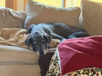 Rescue Great Dane Dogs for Adoption in Bullard, Texas - Roxie Star (bonded With Duchess Queenie) | PetCurious