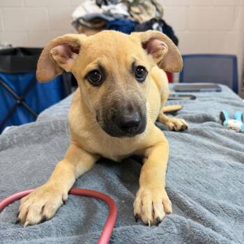 Elmo -  Mixed Breed Dog for Adoption in Englewood, Florida - Elmo | PetCurious