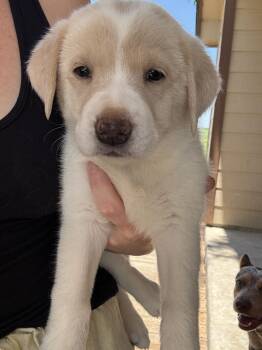 Great Pyrenees Dogs Available for Adoption in Luling, Texas - Everest | PetCurious