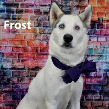 May -  Husky Dog for Adoption in Yuma, Arizona - May | PetCurious