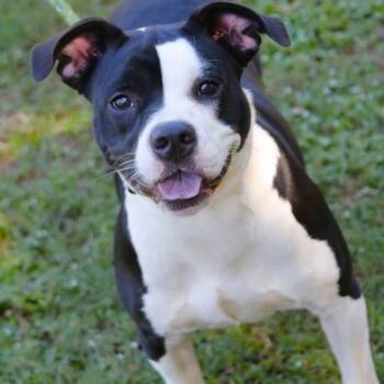 Mixed Breed Dogs Available for Adoption - Pepper | PetCurious