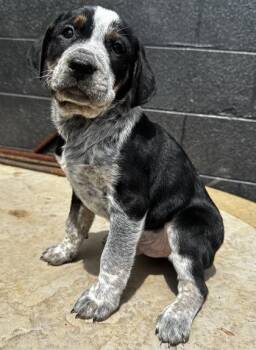 Bluetick Coonhound and Mixed Breed Dogs Available for Adoption in Wilkesboro, North Carolina - Patrick Star | PetCurious