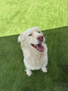 Australian Shepherd and Siberian Husky Dogs Available for Adoption in Daytona Beach, Florida - Star - 1 | PetCurious