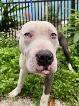Ozzy -  Pit Bull Terrier and Mixed Breed Dog for Adoption in New Orleans, Louisiana - Ozzy | PetCurious
