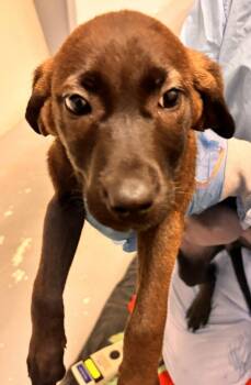 Espeon -  Labrador Retriever and German Shepherd Dog Dog for Adoption in Vancouver, Washington - Espeon | PetCurious
