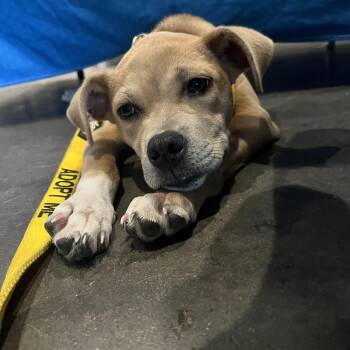 Leah -  Terrier Dog for Adoption in Baton Rouge, Louisiana - Leah | PetCurious