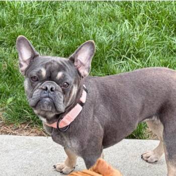 French Bulldog Dogs Available for Adoption in Huber Heights, Ohio - Willa | PetCurious