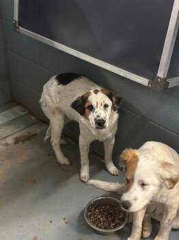 Mixed Breed Dogs Available for Adoption - Elphaba-Foster Home Needed | PetCurious