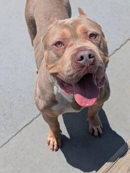 Fauna -  American Bully Dog for Adoption in Plainfield, New Jersey - Fauna | PetCurious