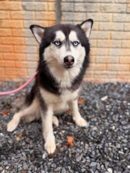 Alice -  Husky Dog for Adoption in Lovingston, Virginia - Alice | PetCurious