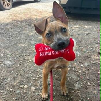 Karma -  Mixed Breed Dog for Adoption in East Hanover, New Jersey - Karma | PetCurious