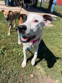 Beenox -  Mixed Breed Dog for Adoption in Fort Collins, Colorado - Beenox | PetCurious