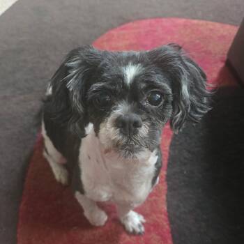 Bella -  Shih Tzu Dog for Adoption in Rochester Hills, Michigan - Bella | PetCurious