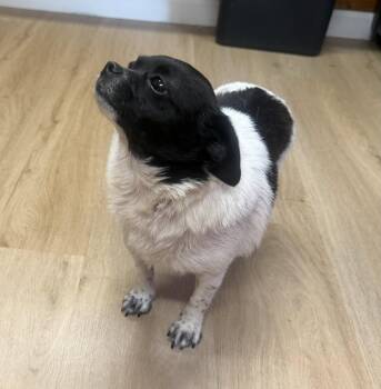 Priscilla -  Chihuahua Dog for Adoption in Raleigh, North Carolina - Priscilla | PetCurious