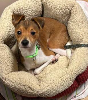 Dwight -  Italian Greyhound and Jack Russell Terrier Dog for Adoption - Dwight | PetCurious