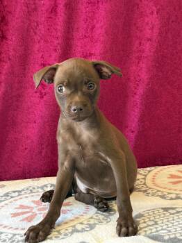 Caramel -  Chihuahua and Pug Dog for Adoption in West Hollywood, California - Caramel | PetCurious