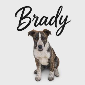 Australian Cattle Dog Blue Heeler and Mixed Breed Dogs Available for Adoption in Parker, Colorado - 568 (2026) Brady | PetCurious