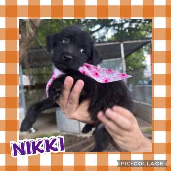Nikki -  Terrier Dog for Adoption in Ringwood, New Jersey - Nikki | PetCurious
