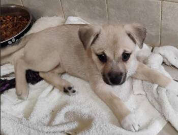 Rescue Chihuahua and Terrier Dogs for Adoption in Port Barrington, Illinois - Nutmeg | PetCurious