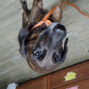 Rescue Mixed Breed Dogs for Adoption in Summerville, South Carolina - Peaches | PetCurious