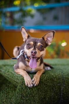 Chihuahua and Rat Terrier Dogs Available for Adoption in Anacortes, Washington - Chocolata | PetCurious