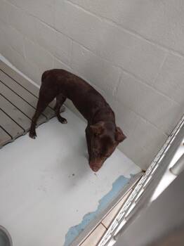 Lucius -  Labrador Retriever Dog for Adoption in Mocksville, North Carolina - Lucius | PetCurious