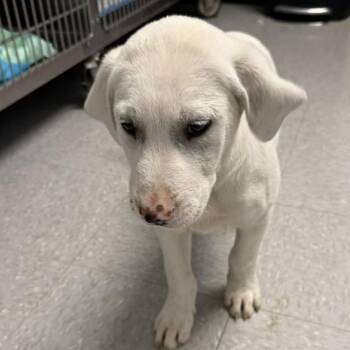 Schnauzer and Mixed Breed Dogs Available for Adoption in Austin, Texas - Scooby Doo | PetCurious