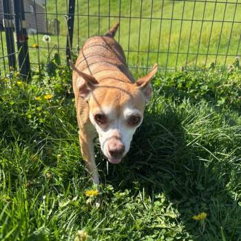 Chihuahua and Terrier Dogs Available for Adoption in Waynesboro, Pennsylvania - Gracie | PetCurious