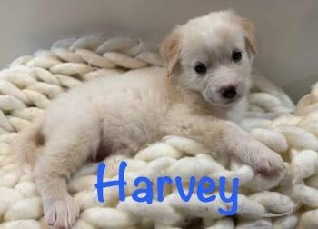 Golden Retriever and Mixed Breed Dogs Available for Adoption - Harvey | PetCurious