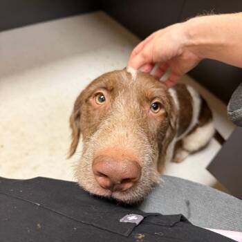 Willie -  Terrier Dog for Adoption in Winston-salem, North Carolina - Willie | PetCurious