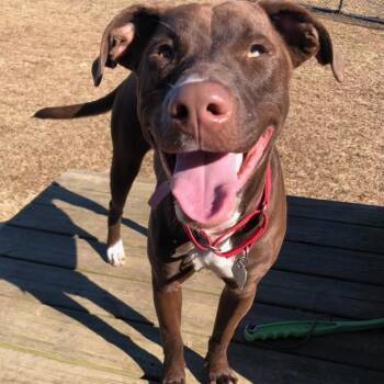 Rescue Mixed Breed Dogs for Adoption in Chattanooga, Tennessee - Ginger | PetCurious