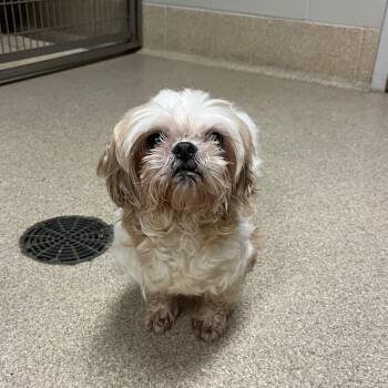 Sammy -  Shih Tzu Dog for Adoption in Bristol, Indiana - Sammy | PetCurious