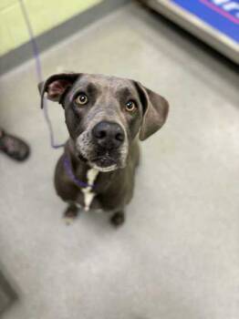Rescue Weimaraner and Mixed Breed Dogs for Adoption in Longview, Texas - Zara | PetCurious