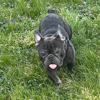 French Bulldog Dogs Available for Adoption in Olathe, Kansas - Pork Chop | PetCurious