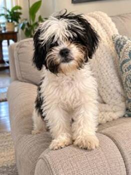Mario -  Shih Tzu Dog for Adoption in Tifton, Georgia - Mario | PetCurious