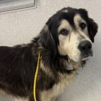 Husky Dogs Available for Adoption in Roseburg, Oregon - Otto | PetCurious