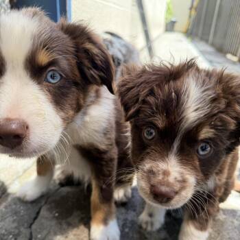 Jimmy -  Australian Shepherd and Mixed Breed Dog for Adoption in San Francisco, California - Jimmy | PetCurious